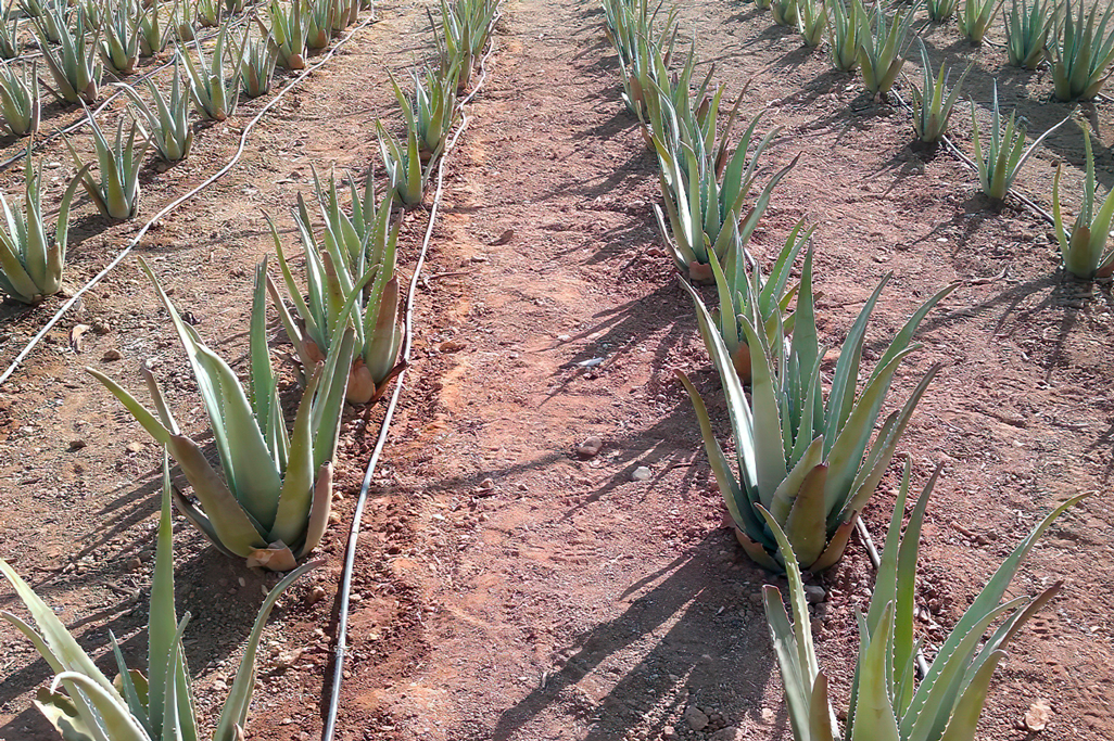 1-SIRALOE-SLIDER