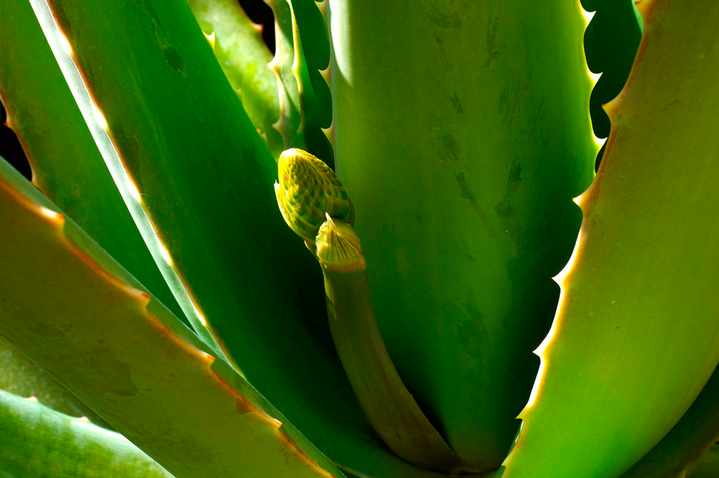 3-SIRALOE-SLIDER