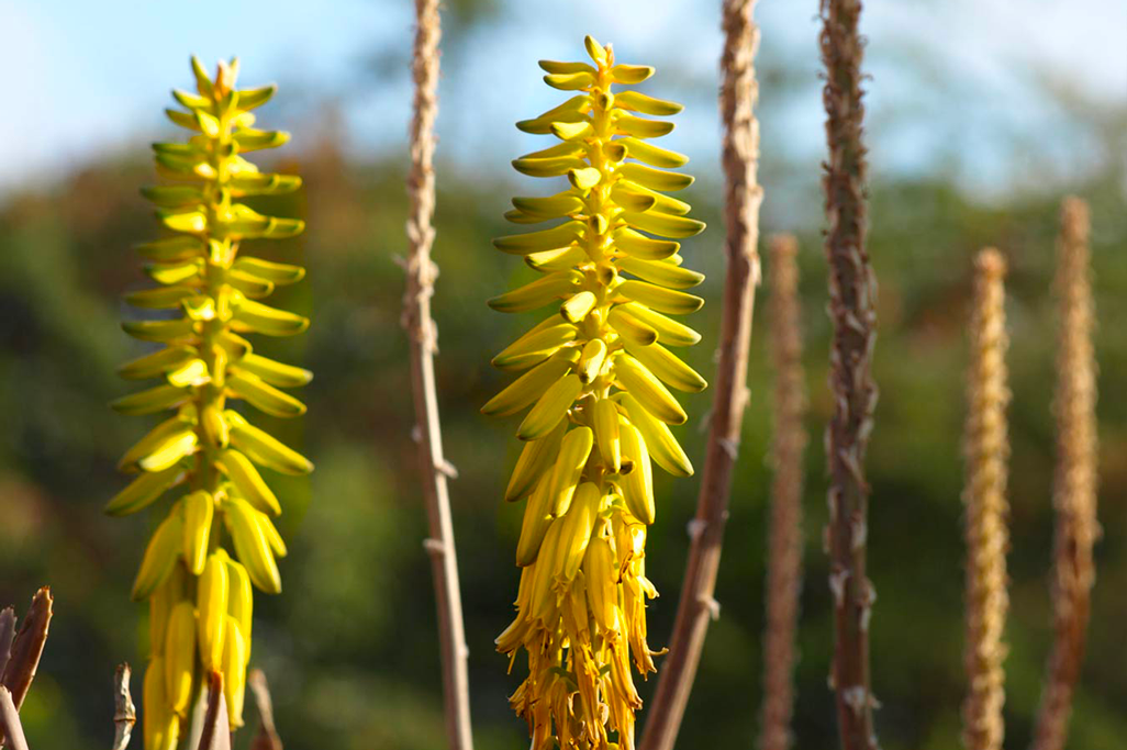 4-SIRALOE-SLIDER
