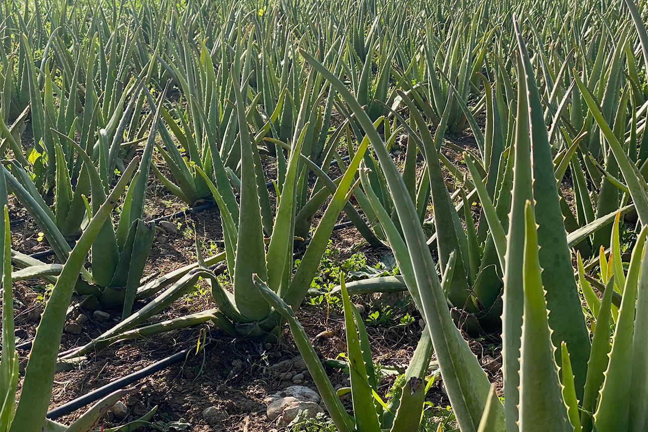 5-SIRALOE-SLIDER